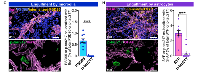 Figure 4G-H: Glial engulfment