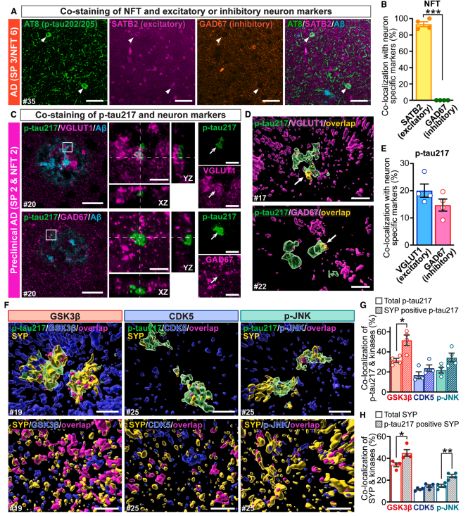 Figure 5: Neuron types and kinases