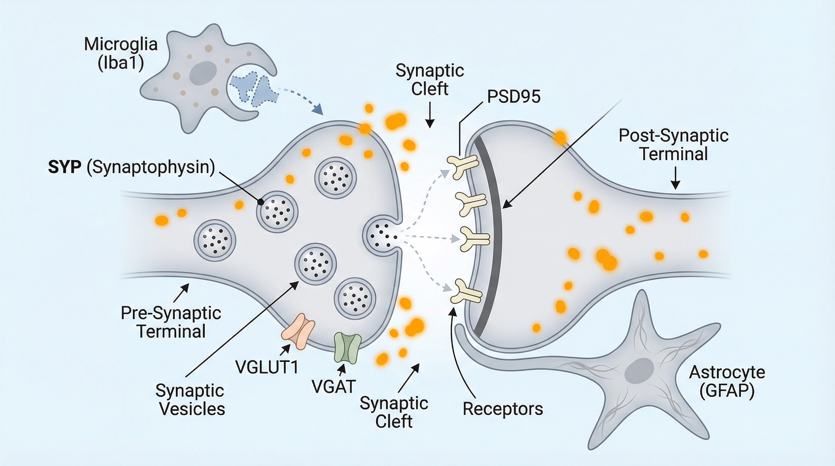 Synapse structure and markers