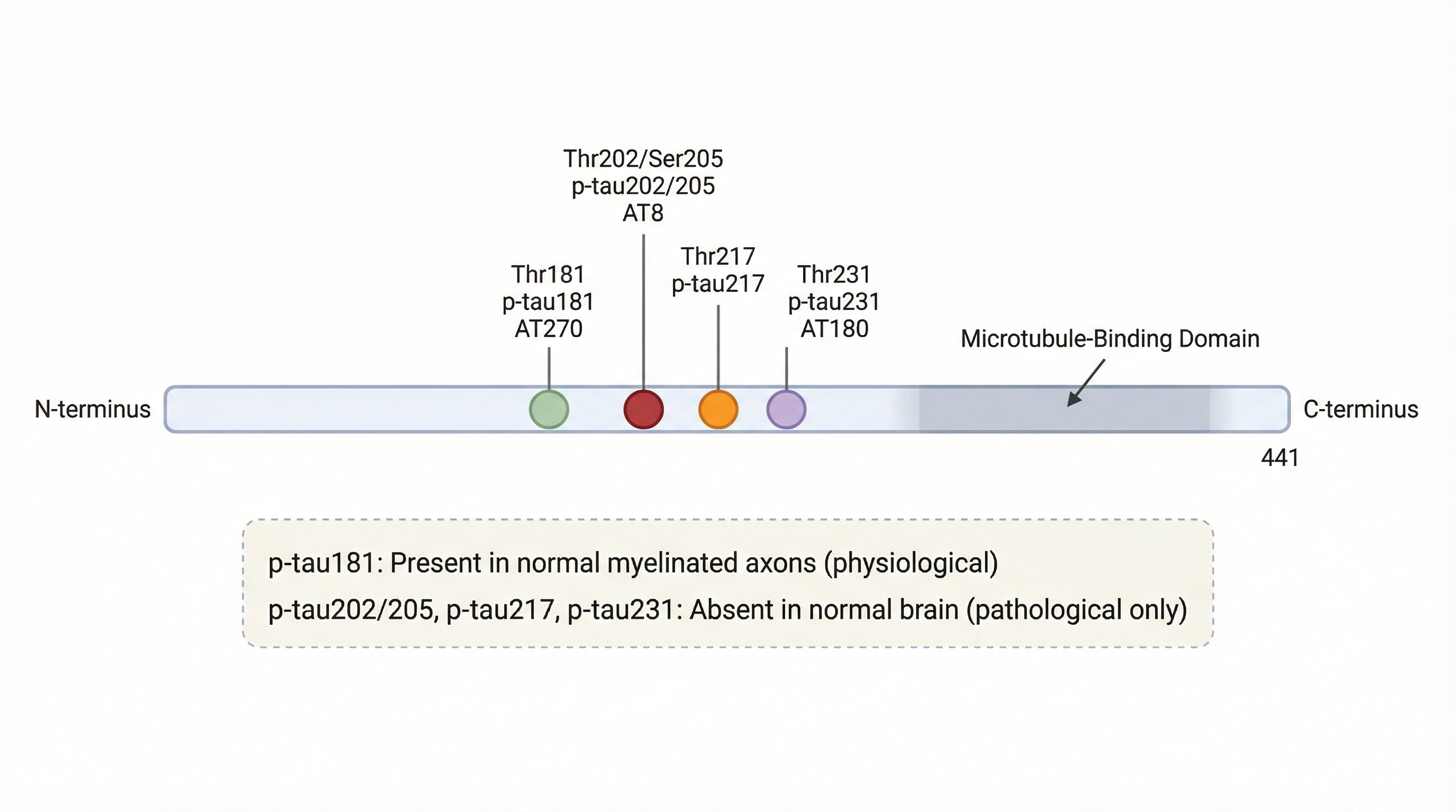 Tau phosphorylation sites